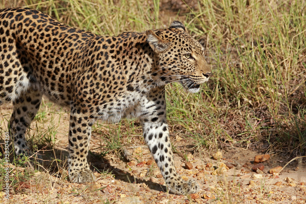 Fototapeta premium Leopard in Kruger National Park, South Africa 