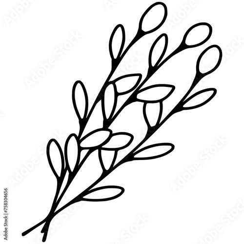 Willow kittens branches illustration white background. Willow cats branches. Doodle Easter vector illustration. Pussy willow branches
