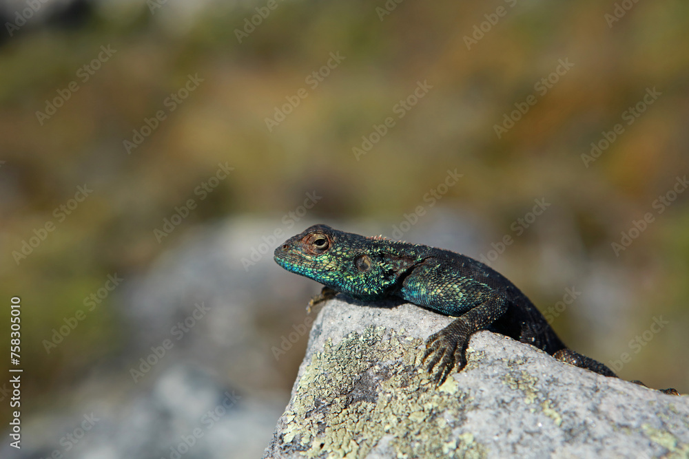 Southern Rock Agama on Table Mountain, Cape Town, South Africa Southern Rock Agama on Table Mountain, Cape Town, South Africa