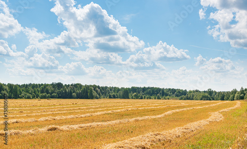 Agricultural landscape with a wheat  field of after harvesting (ID: 758305017)
