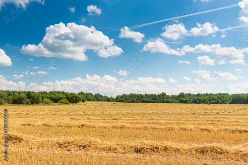 Agricultural landscape with a wheat  field of after harvesting