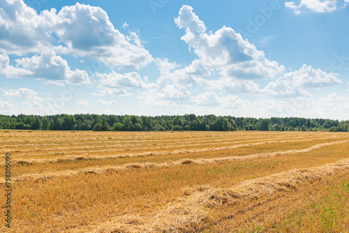 Agricultural landscape with a wheat  field of after harvesting