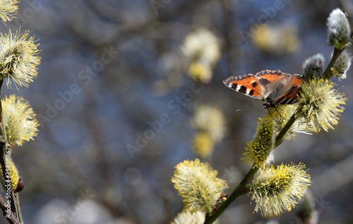 In spring, the willow blossoms against a blue sky. Branches form a frame around the picture. A red butterfly sits on the yellow flowers. photo