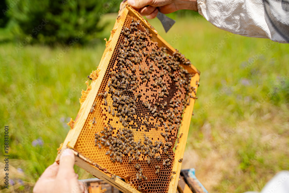 Beekeeper holds honeycomb with bees in his hands Beekeeper holds honeycomb with bees in his hands