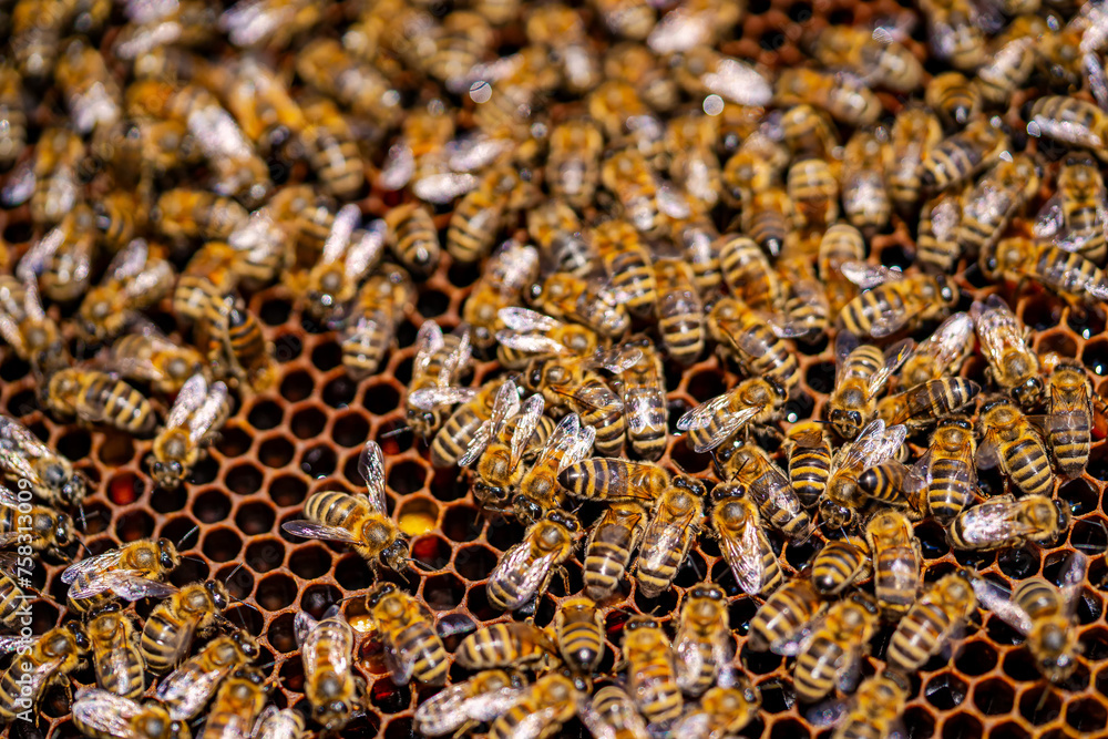 Bees swarming on honeycomb Bees swarming on honeycomb