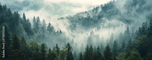 Misty Forest With Dense Trees