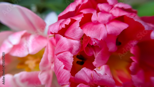 Bright pink petals of a peony tulip close-up.
