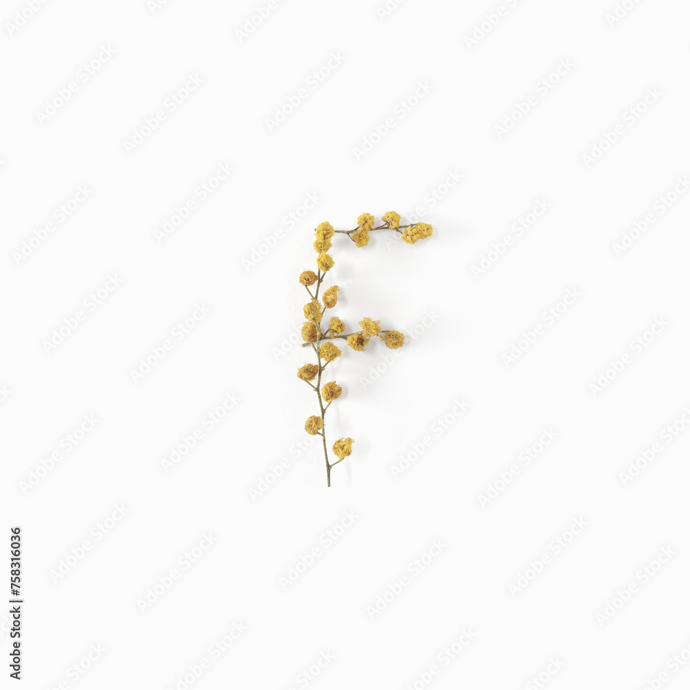 Letter F made from flowers mimosa yellow. Flower alphabet layout. Flat lay