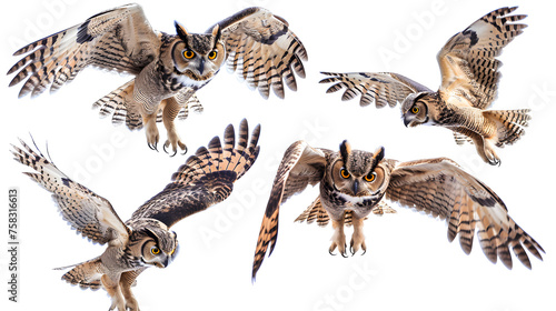 little owl collection (standing, portrait, flying), animal bundle isolated on a white background as transparent PNG