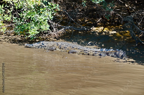 Costa Rican Crocodile on the River Tempisque, Costa Rica photo