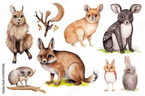 animal hand raccoon set forest realistic illustrations set animals white rabbit drawn park owl wildlife squirrel bunny forest background cute