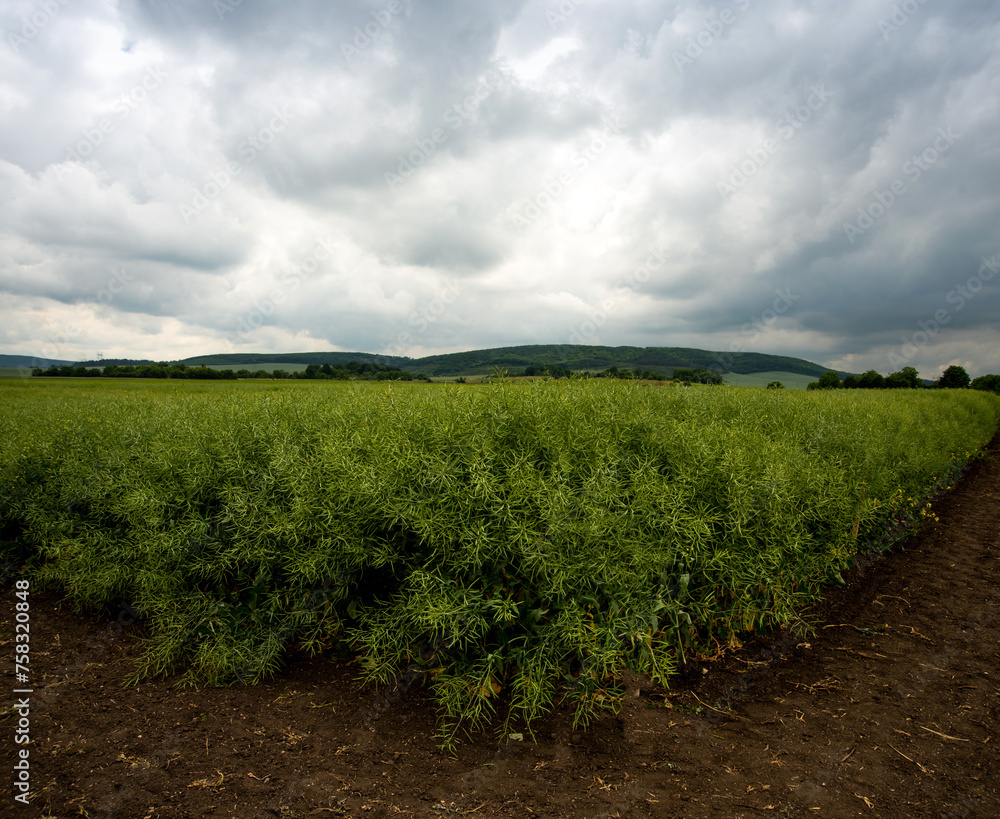 green rapeseed at corner, ripening pods, stormy, beautiful clouds
