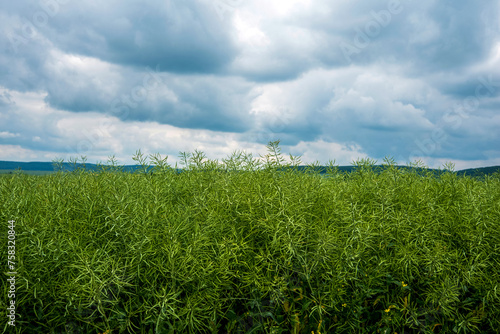 a field of green rapeseed, ripening pods, stormy, beautiful clouds