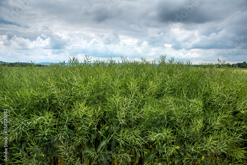 winter rapeseed in seed pods ripening in a field with storm clouds