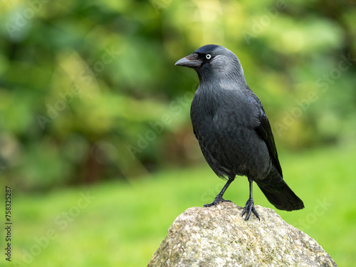 Jackdaw Perched on a Rock