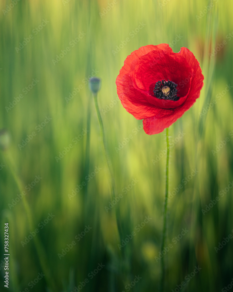 Wonderful poppy flowers in the field in spring Wonderful poppy flowers in the field in spring