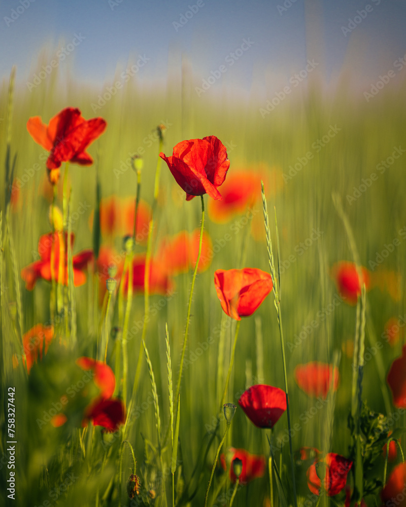 Obraz premium Wonderful poppy flowers in the field in spring
