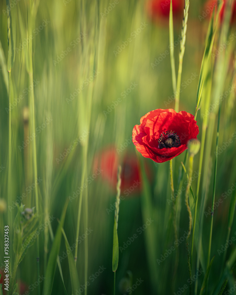 Wonderful poppy flowers in the field in spring