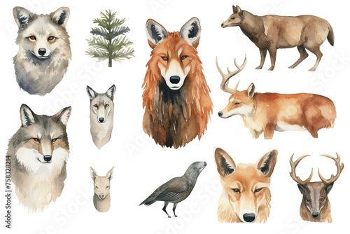 white forest hand wolf bear badger grizzly wild fox deer portrait set head collection illustration wildlife animal forest element drawn watercolor animal background photo