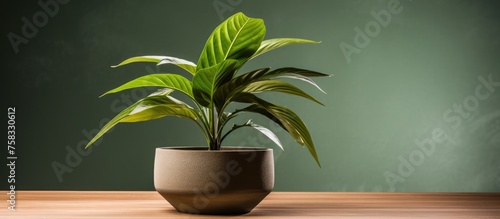 plant pot leaf as a calming natural tabletop background