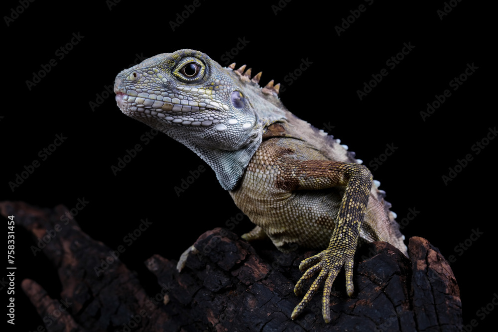 Fototapeta premium hypsilurus magnus forest dragon lizard 