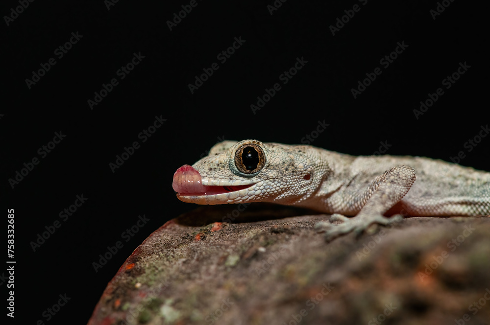 Naklejka premium .Close-up of Kotschy's Naked-toed Gecko (Mediodactylus kotschyi) in its natural habitat. A gecko sticking out its tongue.