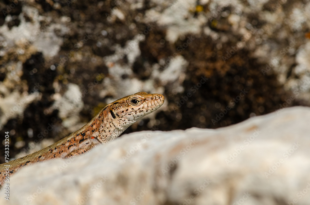 Anatololacerta on the rock in the wild. Anatololacerta on the rock in the wild.