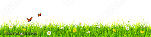 Grass banner, spring background, meadow border with flowers