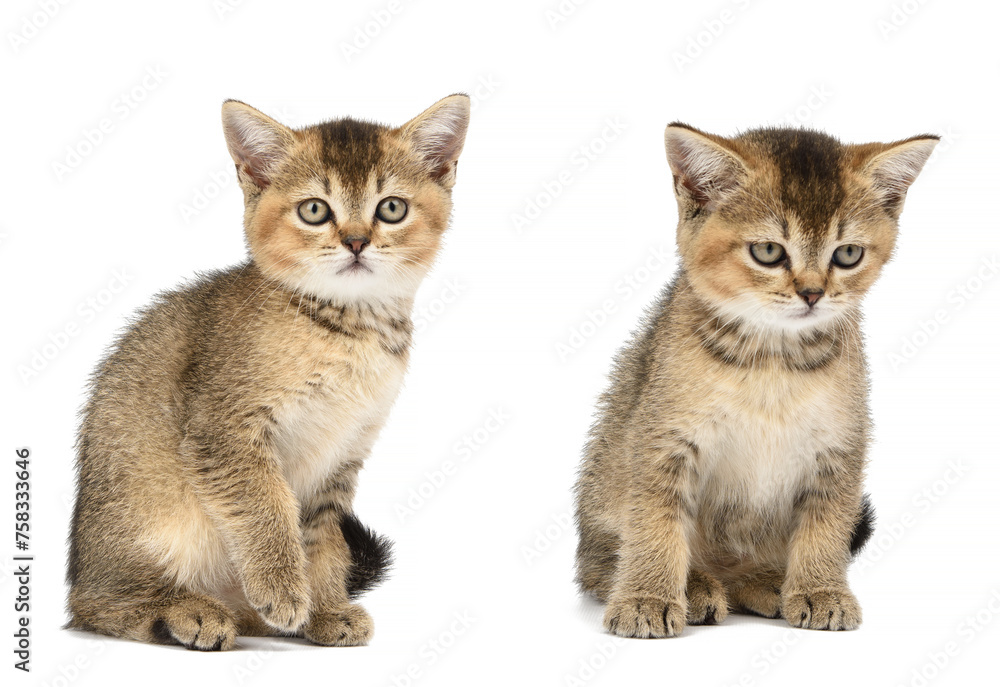 Small gray straight eared Scottish kitten on a white background. Small gray straight eared Scottish kitten on a white background.