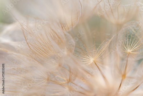 Pastelowy dmuchawiec © Marek