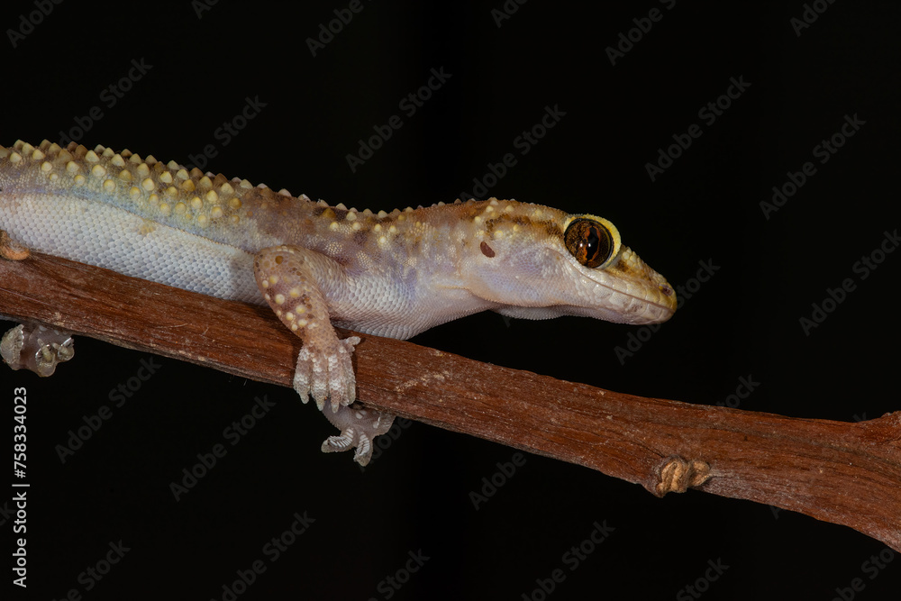 Naklejka premium Close-up of Hemidactylus turcicus on a branch .