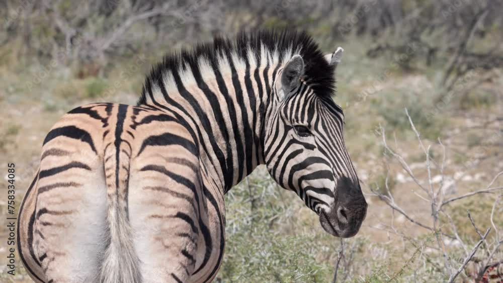 Rear, behind, view of black and white striped zebra shading under a acacia tree in Etosha national park, namibia, africa Rear, behind, view of black and white striped zebra shading under a acacia tree in Etosha national park, namibia, africa