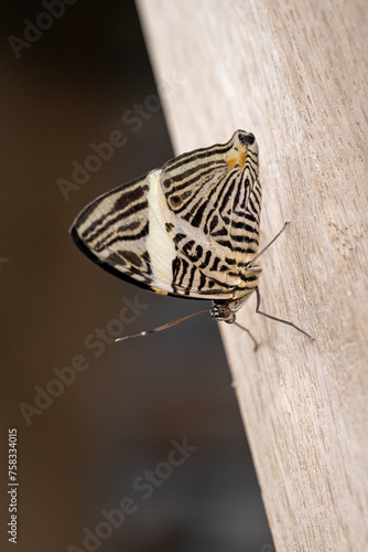 Butterfly with zebra pattern small. photo