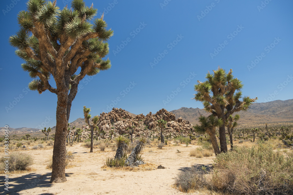 Joshua Tree National Park, California, USA
Joshua Tree National Park, California, USA
