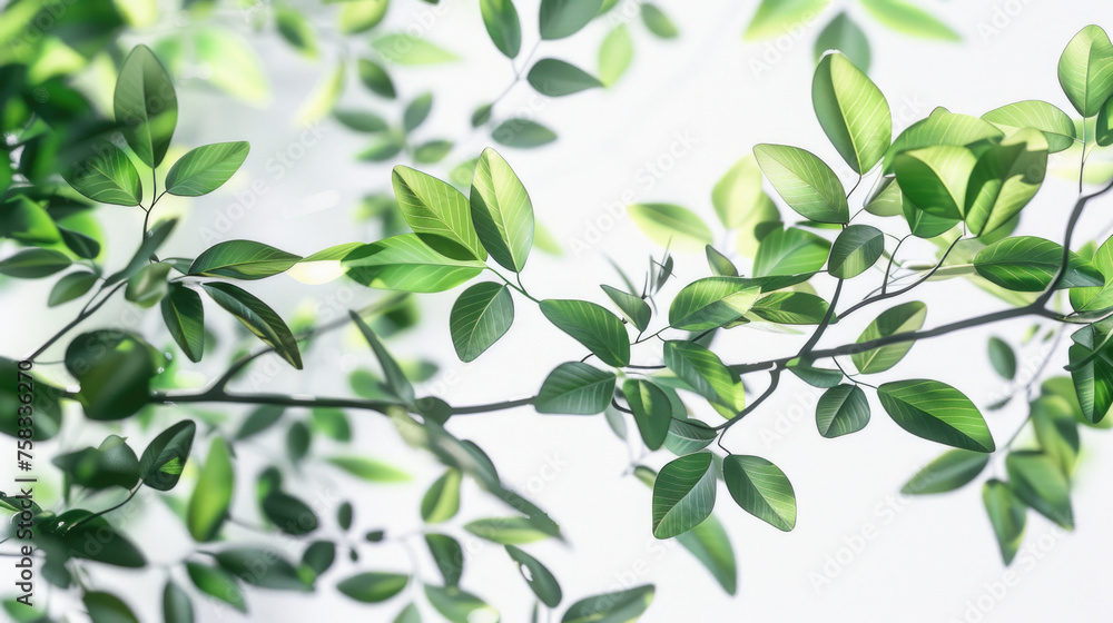 Obraz premium Detailed close up of green plant leaves, suitable for nature and botanical themes