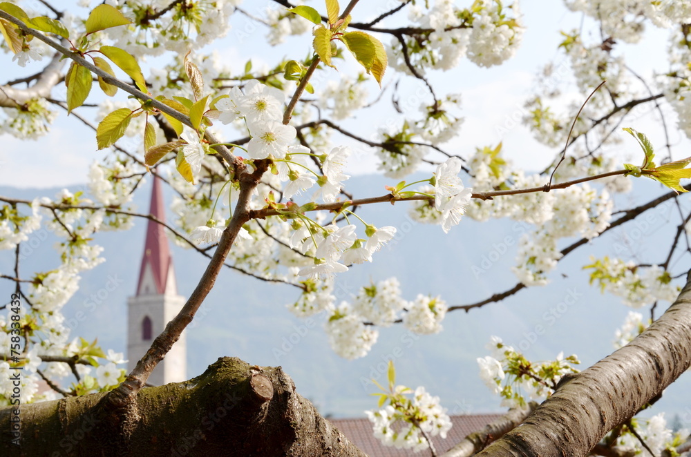 Fototapeta premium Branches with white blossoms of a cherry tree in spring in front of the tower of a church in Lana in South Tyrol, Italy, Europe 