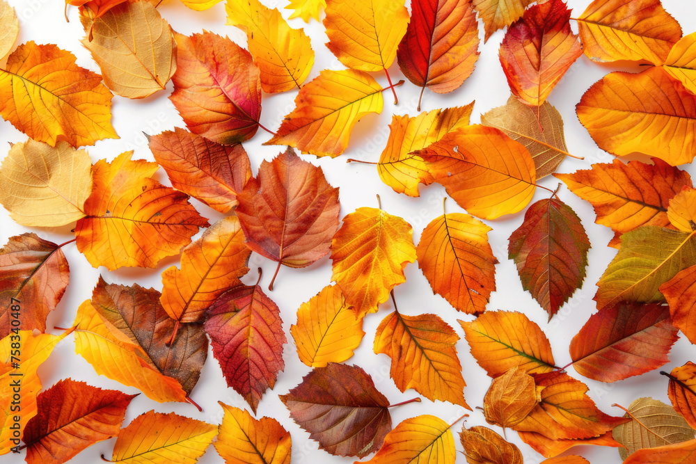 Various colored leaves scattered on a white background. Suitable for autumn-themed designs