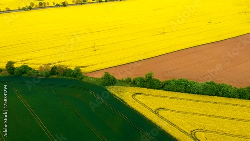 Lush green and yellow fields with fresh vegetation. Rapeseed field in spring