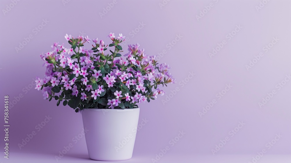 Blooming pink flowers in a white pot against a purple backdrop Blooming pink flowers in a white pot against a purple backdrop