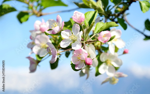 Apple Tree Blossoms - Apple Tree Blossoms in Bloom in South Tyrol	