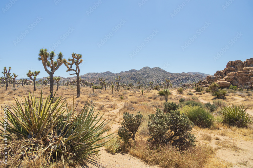 Joshua Tree National Park, California, USA Joshua Tree National Park, California, USA