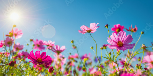A vibrant field of colorful cosmos flowers bathed in sunlight, with the bright blue sky as a backdrop