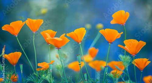 A California poppies in full bloom  presenting a field awash with vibrant orange