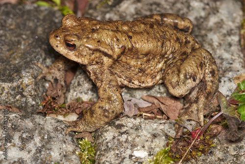 Erdkröte bei der Wanderung