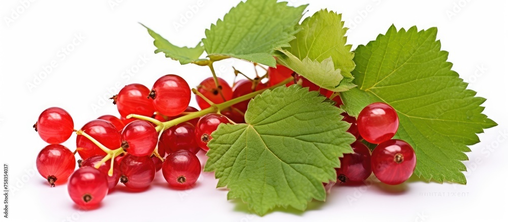 a bunch of red currants with green leaves on a white background . High quality a bunch of red currants with green leaves on a white background . High quality