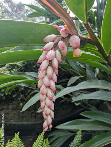 Tree in Madeira 