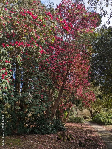 tree in full bloom in Tailgate park Crawley 