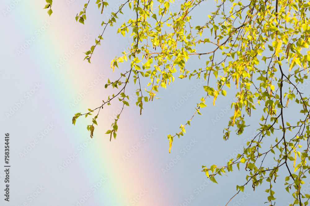 Fresh leaves and catkins of Silver birch and rainbow in the background on a spring day in rural Estonia, Northern Europe Fresh leaves and catkins of Silver birch and rainbow in the background on a spring day in rural Estonia, Northern Europe
