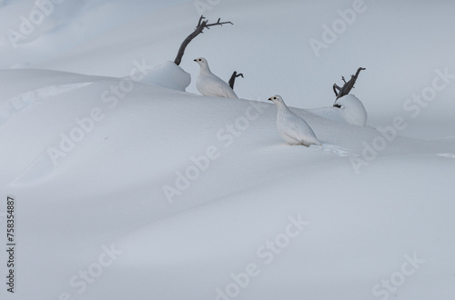 Two White-tailed Ptarmigan Lagopus leucura in winter camouflaged against snow