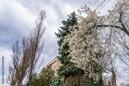 Wallpaper Mural Branches of flowering fruit trees with selective focus. Spring background with copy space Torontodigital.ca